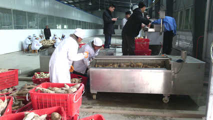 探秘榕江县盛源天然食品开发 绿色生态与特色食品的完美融合