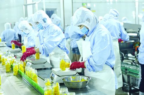 石家庄市栾城区推进现代食品产业聚集发展凤凰网河北 凤凰网