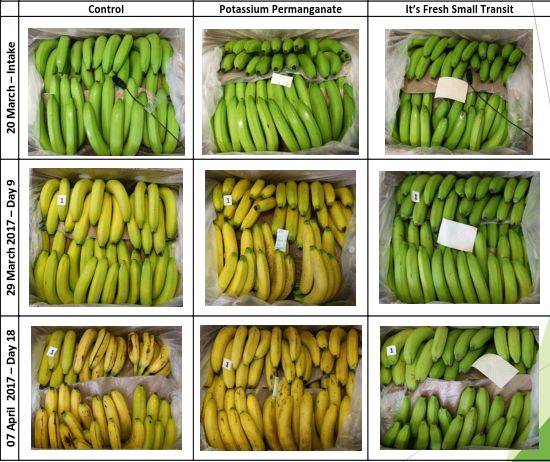 英国食品科技公司开发新型保鲜技术，显著延长香蕉保鲜期
